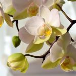 Orchideen Blüten