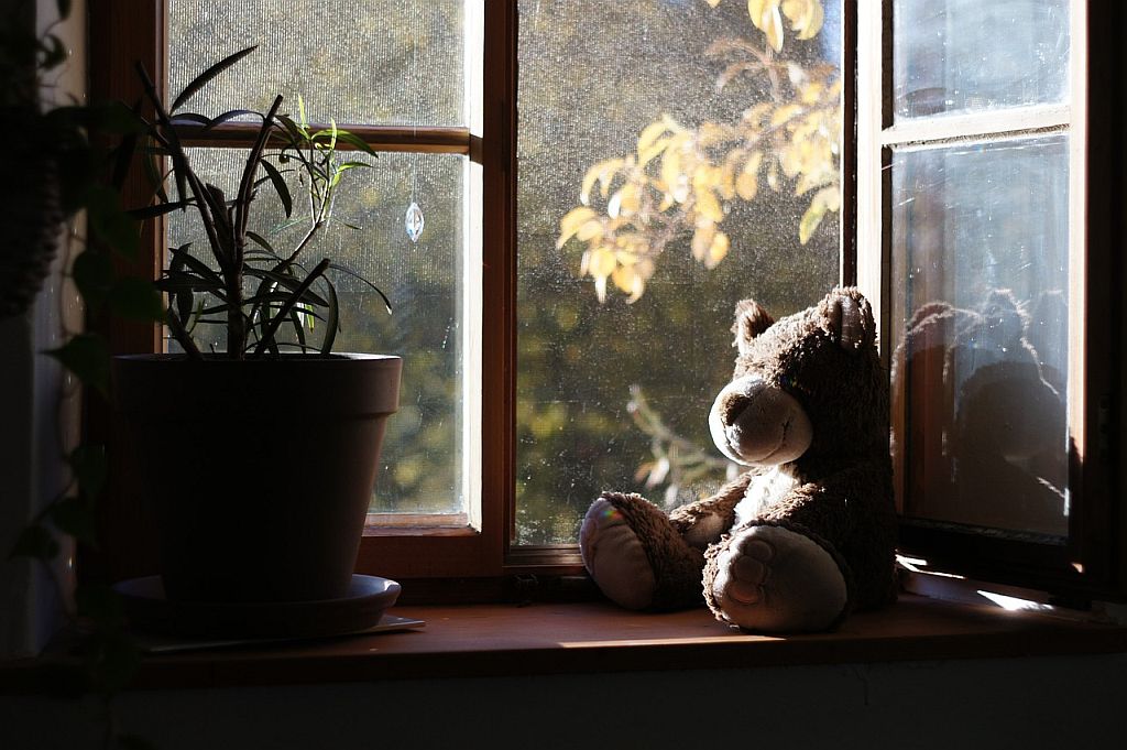 Teddy am Fenster