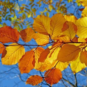 Herbstblätter