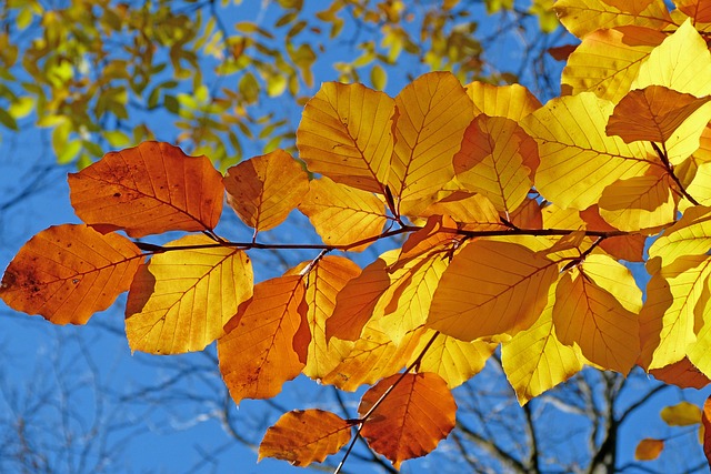 Herbstblätter