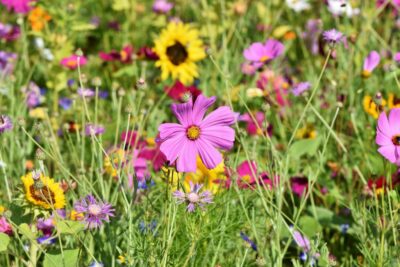 Bunte Blumenwiese