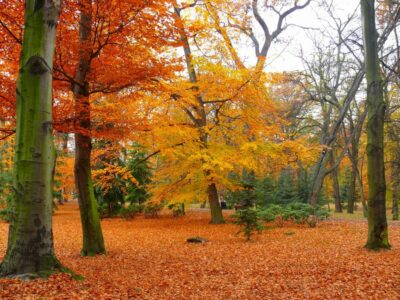 Herbstpark