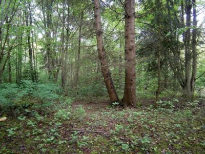 Waldstück