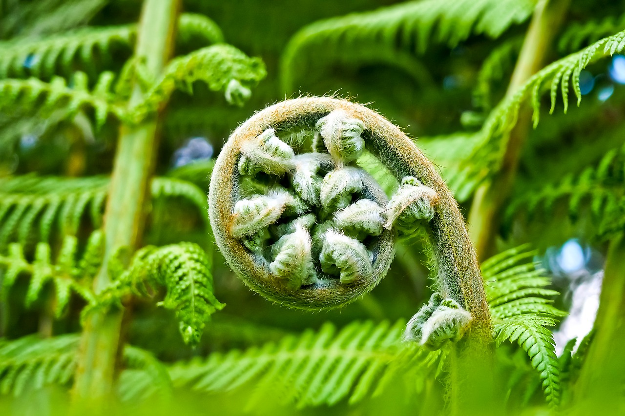 Farnspirale