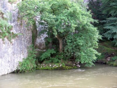 Baum am Wasser